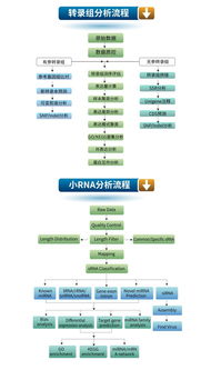 生工生物優質技術服務推薦 高通量測序與轉錄組、小RNA分析